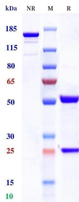 0 - Anti-Monkeypox virus/MPXV M1R Mouse Capture Antibody（B001） APR11113