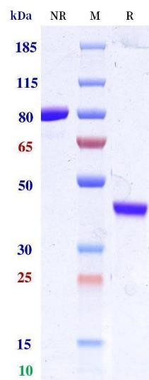 0 - Anti-Monkeypox virus/MPXV M1R Detect nanobody（B002） APR11114