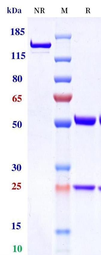 0 - Anti-Monkeypox virus/MPXV M1R Detect Antibody（B003） APR11116