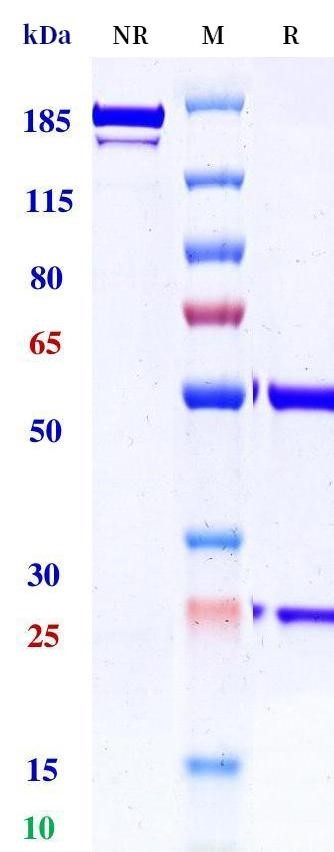 0 - Anti-MERS Reference Antibody (2E6) APR11157