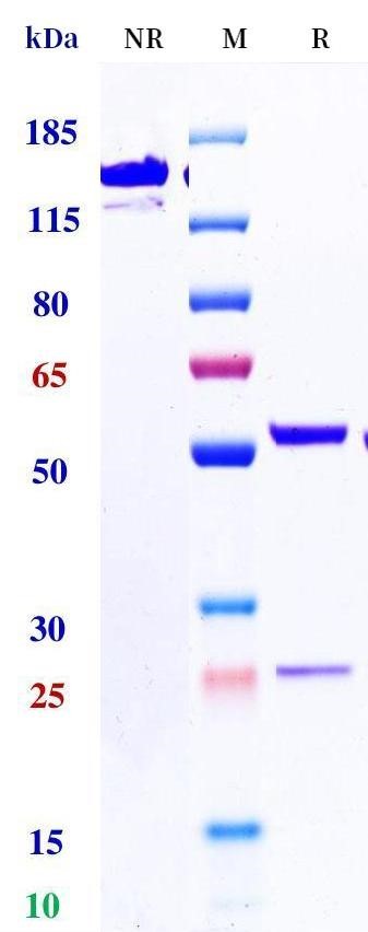 0 - Anti-MERS Reference Antibody (3A1) APR11158