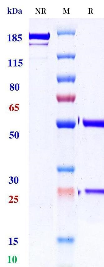 0 - Anti-MERS Reference Antibody (D12) APR11159