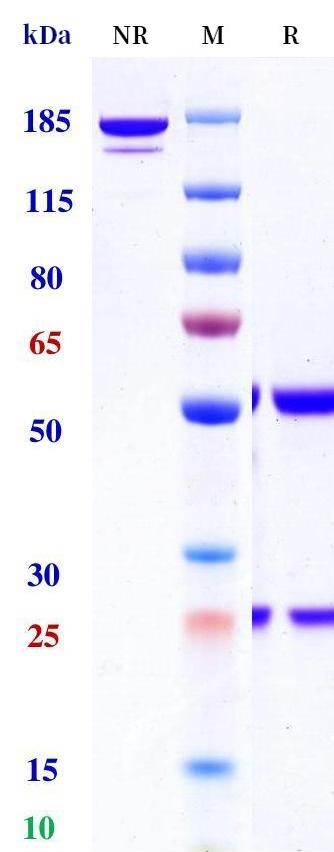 0 - Anti-Spike S1 Reference Antibody (CR3022) APR11160