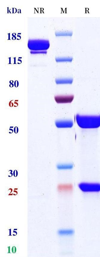 0 - Anti-TROP2 Reference Antibody (Datopotamab) APR11162