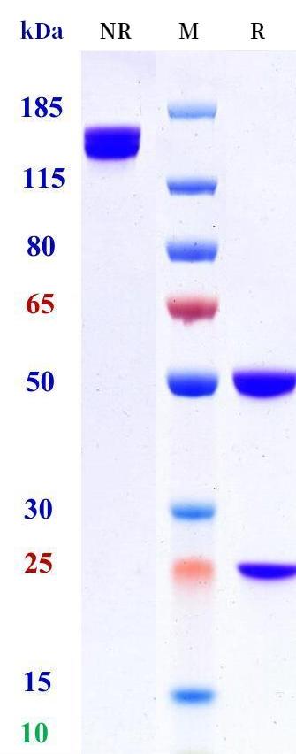 0 - Anti-TIM-1 / HAVCR1 Reference Antibody (CRX-014) APR11164