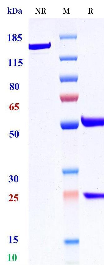 0 - Anti-CDH17 / Cadherin-17 Reference Antibody (CDH17_A4) APR11166