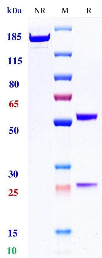 0 - Anti-CEACAM5 / CEA / CD66e Reference Antibody (Shanghai Haikang patent anti-CEA) APR11171