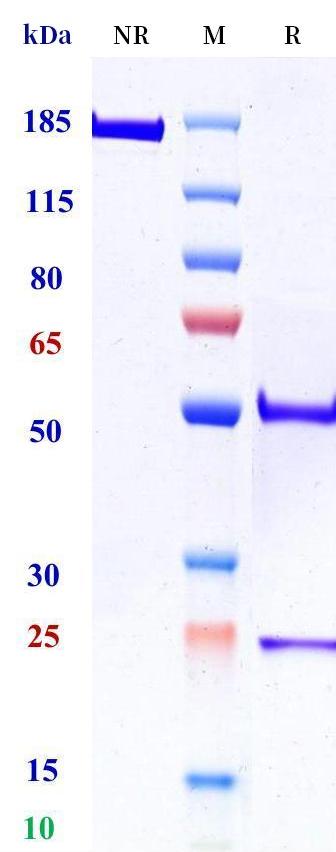 0 - Anti-F11 / Factor XI Reference Antibody (AB023) APR11172