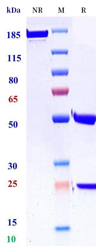 0 - Anti-IL-17a & IL-17f Reference Antibody (afasevikumab) APR11173