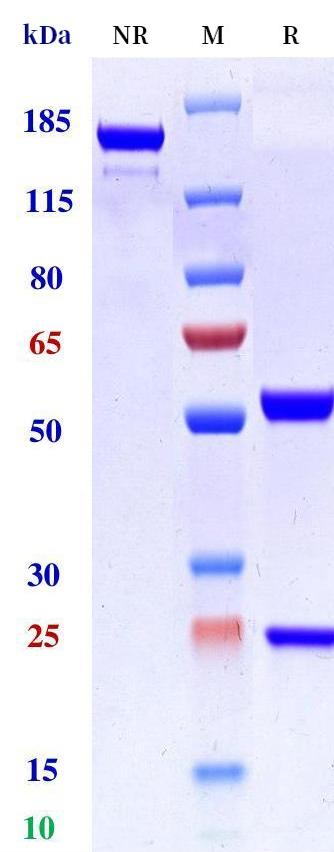 0 - Anti-IL-17a & IL-17f Reference Antibody (bimekizumab) APR11174