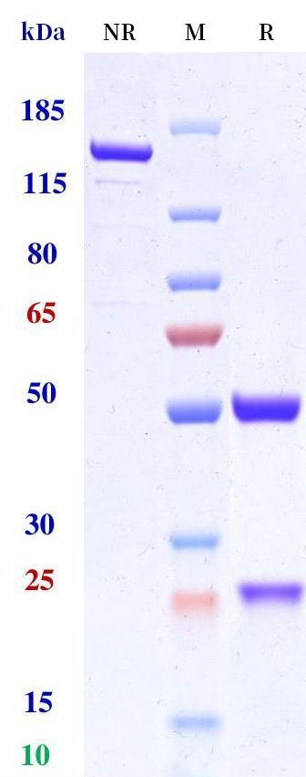 0 - Anti-IL-6Ra / CD126 Reference Antibody (satralizumab-mwge) APR11176
