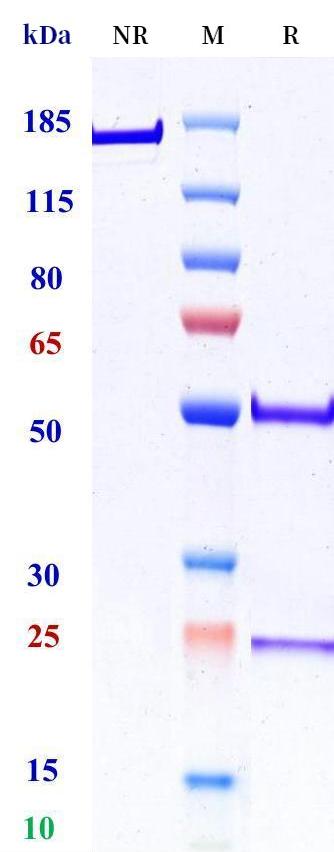 0 - Anti-DDR1 / CD167a Reference Antibody (Oncomed patent anti-DDR1) APR11177