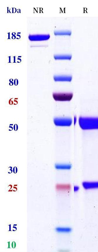 0 - Anti-FcgR3a / CD16a Reference Antibody (3G8) APR11178