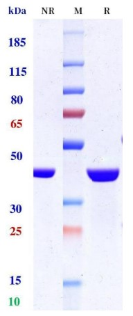 0 - Anti-TNFSF2 / TNFa Reference Antibody (ozoralizumab) APR11179