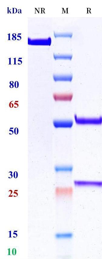 0 - Anti-IL-1R1 / CD121a Reference Antibody (Roche patent anti-IL-1R) APR11181