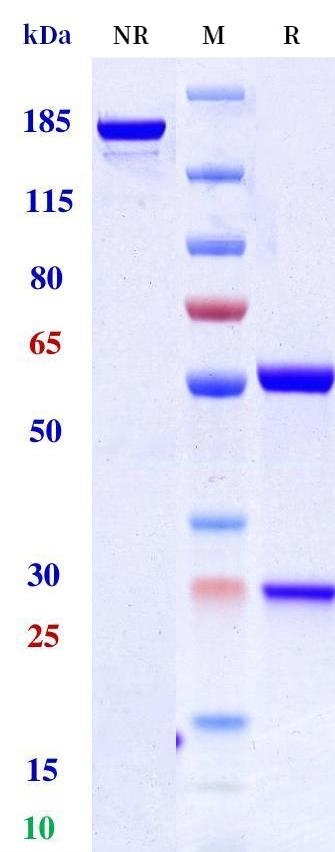 0 - Anti-PSGL1 / CD162 Reference Antibody (AbGn-168) APR11182