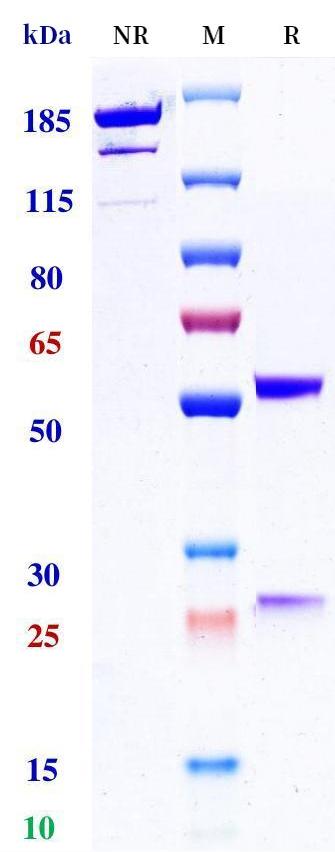 0 - Anti-DLL4 Reference Antibody (U.Oxford patent anti-DLL4) APR11184