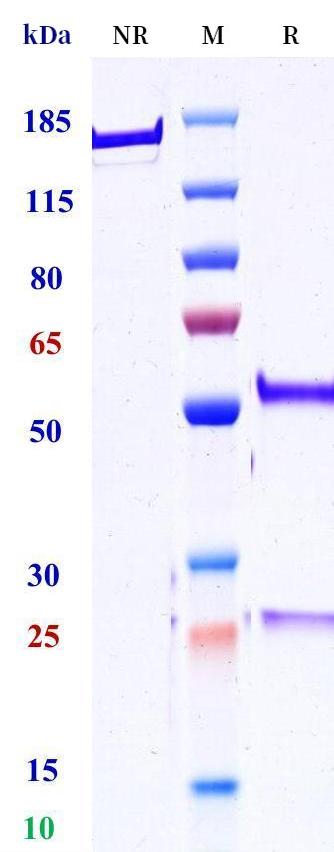 0 - Anti-TNFSF2 / TNFa Reference Antibody (Zhu et al patent anti-TNFalpha) APR11185