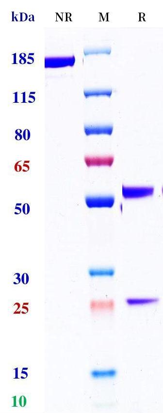 0 - Anti-CD4 / LEU3 Reference Antibody (zanolimumab) APR11186
