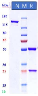0 - Anti-ERBB3 / HER3 Reference Antibody (elgemtumab) APR11187