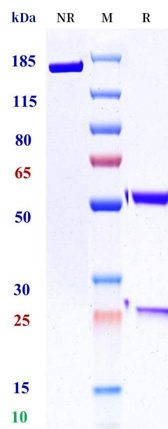 0 - Anti-LAG3 / CD223 Reference Antibody (mavezelimab) APR11188