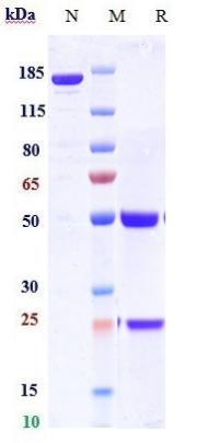 0 - Anti-α-synuclein Reference Antibody (Exidavnemab) APR11189