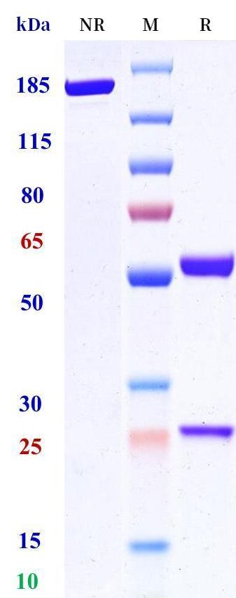0 - Anti-IL-2Ra / CD25 Reference Antibody (Inolimomab) APR11195