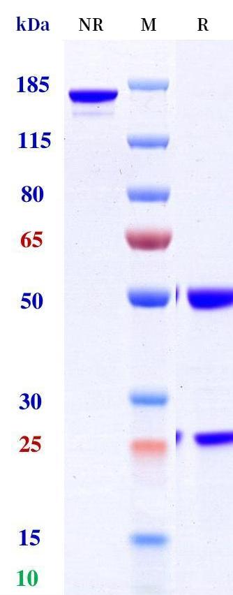 0 - Anti-CD47 Reference Antibody (VxP037) APR11197