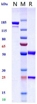 0 - Anti-ENTPD1 / CD39 Reference Antibody (ES002023) APR11198