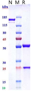 0 - Anti-IL-3Ra / CD123 Reference Antibody (Pivekimab) APR11199