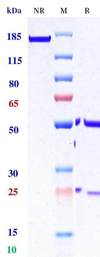 0 - Anti-TNFRSF4 / OX40 / CD134 Reference Antibody (Rocatinlimab) APR11200