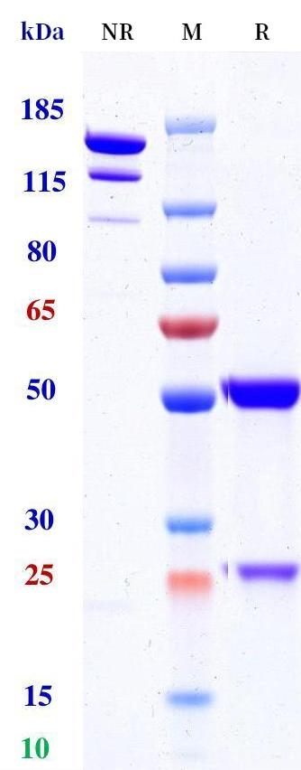 0 - Anti-VEGI Reference Antibody (Duvakitug) APR11201