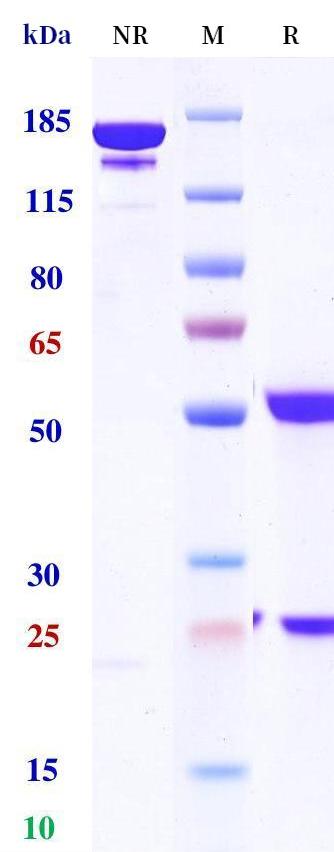 0 - Anti-VEGI Reference Antibody (Tulisokibart) APR11202