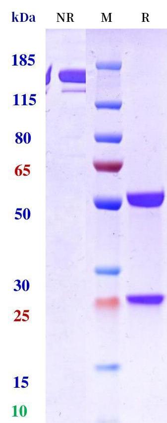 0 - Anti-DKK1 Reference Antibody (Sirexatamab) APR11203