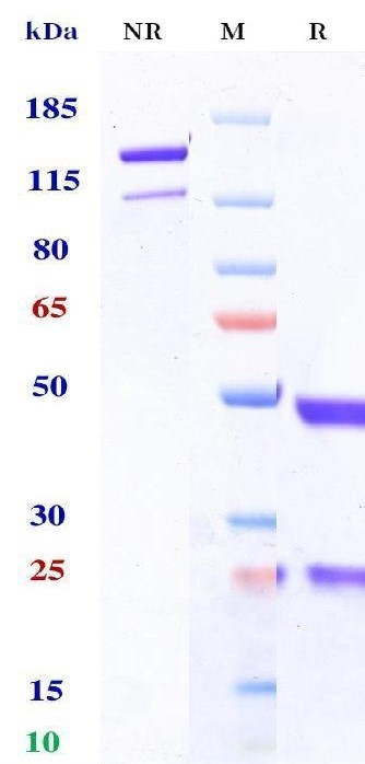 0 - Anti-PDCD1 / PD-1 / CD279 Reference Antibody (Gilvetmab) APR11205