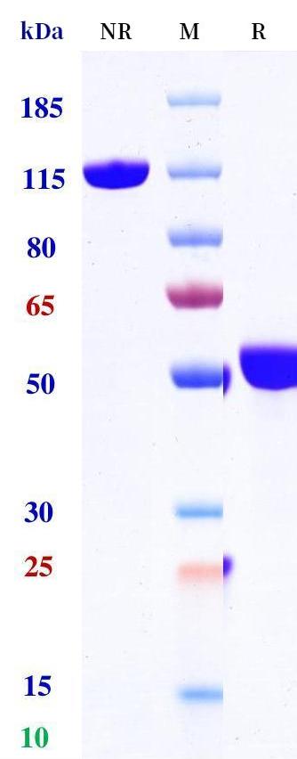 0 - Anti-CTLA-4 / CD152 Reference Antibody (Tuvonralimab) APR11206