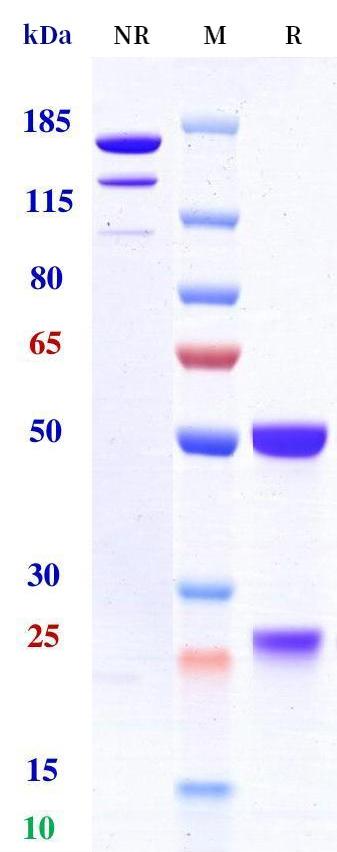 0 - Anti-CD4 / LEU3 Reference Antibody (Keliximab) APR11207