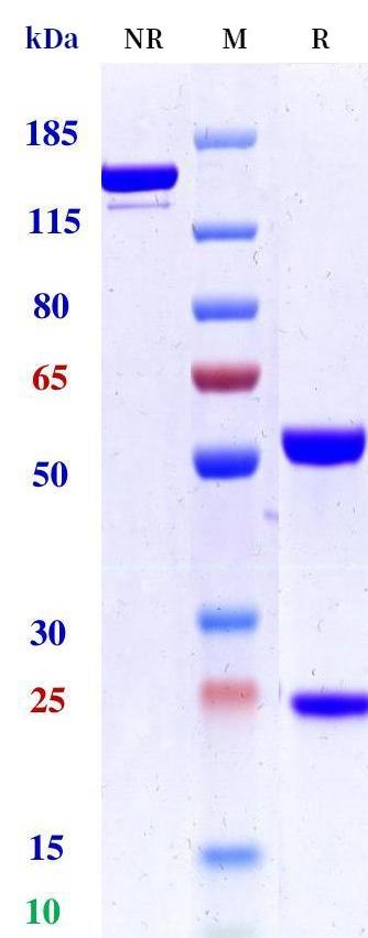 0 - Anti-PDCD1 / PD-1 / CD279 Reference Antibody (Peresolimab) APR11208