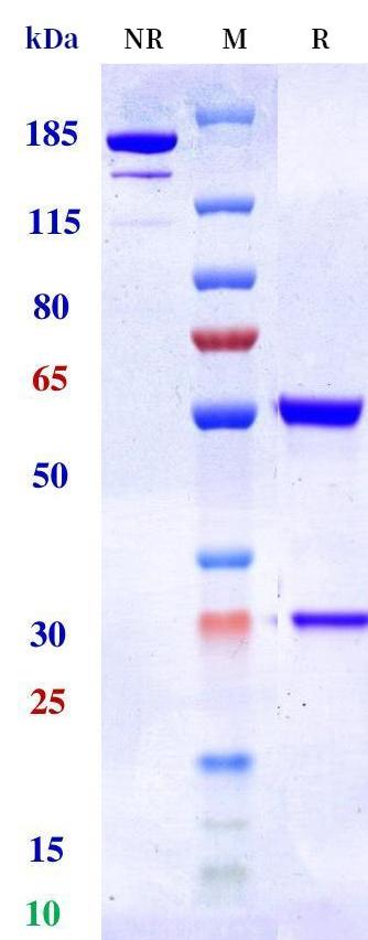 0 - Anti-ADAM9 Reference Antibody (Izeltabart) APR11209