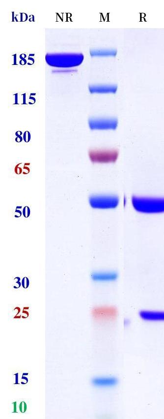 0 - Anti-IL-4Ra / CD124 Reference Antibody (Stapokibart) APR11210