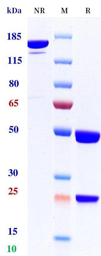 0 - Anti-TREM2 Reference Antibody (Iluzanebart) APR11212