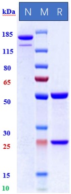 0 - Anti-Zaire Ebola virus Reference Antibody (Ansuvimab) APR11213