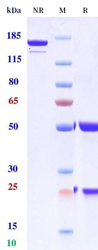 0 - Anti-Zaire Ebola virus Reference Antibody (Maftivimab) APR11214