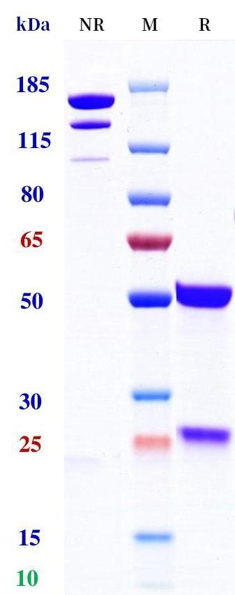 0 - Anti-Myostatin Reference Antibody (Stamulumab) APR11216