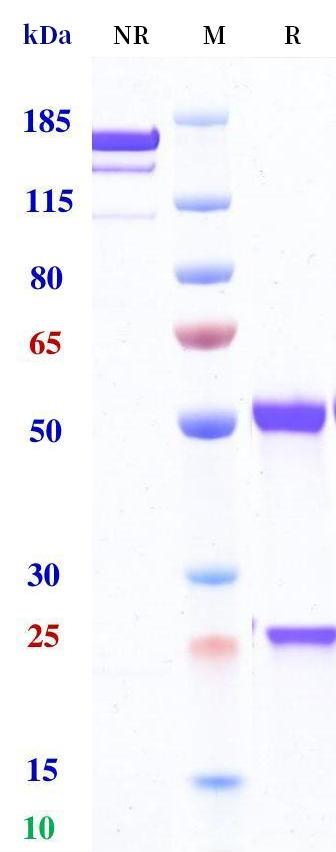 0 - Anti-TFRC Reference Antibody (Delpacibart) APR11217