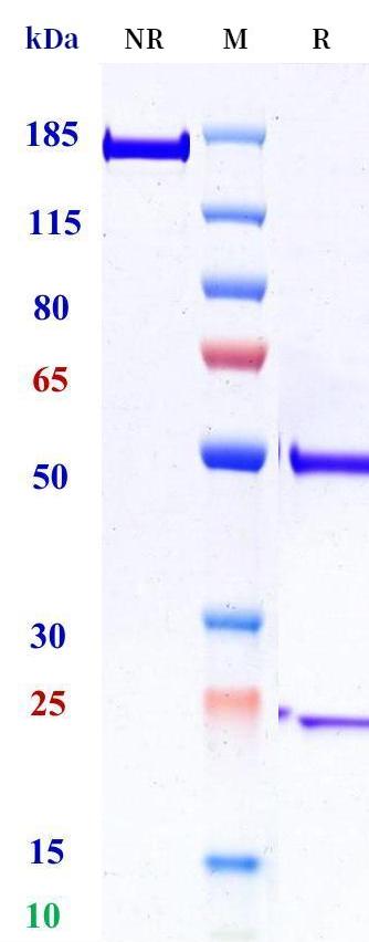 0 - Anti- IL27 Reference Antibody (Casdozokitug) APR11218