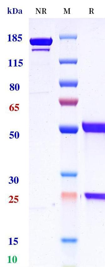 0 - Anti-CTLA-4 / CD152 Reference Antibody (Gotistobart) APR11219