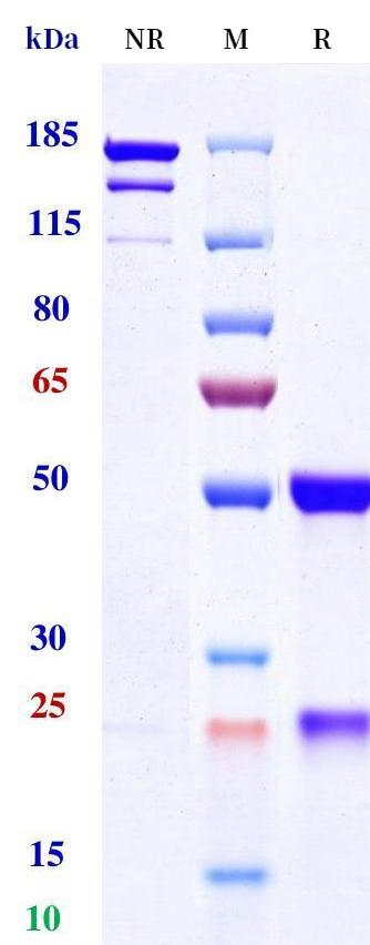 0 - Anti-HA Reference Antibody (Diridavumab) APR11221