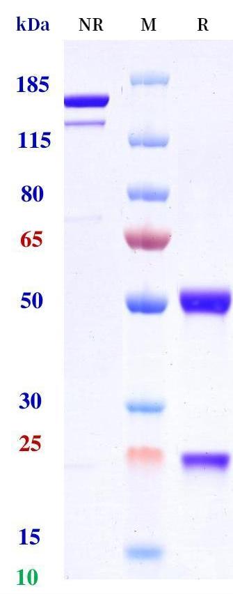 0 - Anti-TNFSF5 / CD40L / CD154 Reference Antibody (Tegoprubart) APR11222