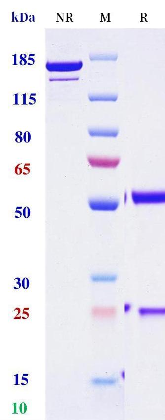 0 - Anti-CD96 Reference Antibody (Nelistotug) APR11225